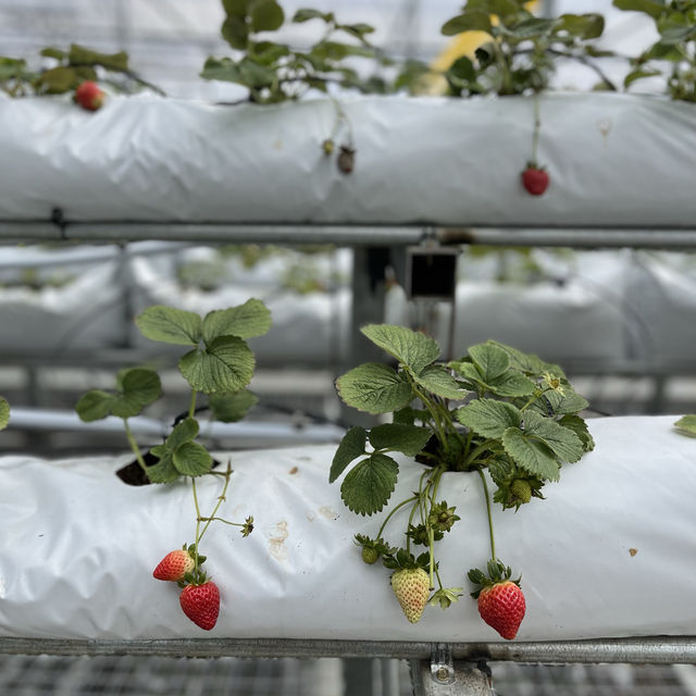 Cameron Highlands Strawberry Farm