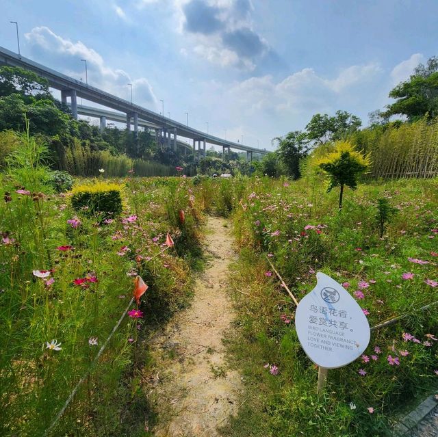 ▍療癒之旅 ▍深圳都市田園：忘卻喧囂，尋覓愜意自然美景 