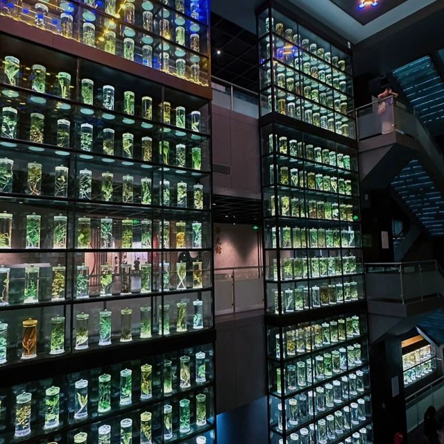 🌿中醫奇幻世界🏛️廣東中醫藥博物館🌿