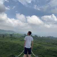A beautiful tea garden 🪴 in Bandung 🍀