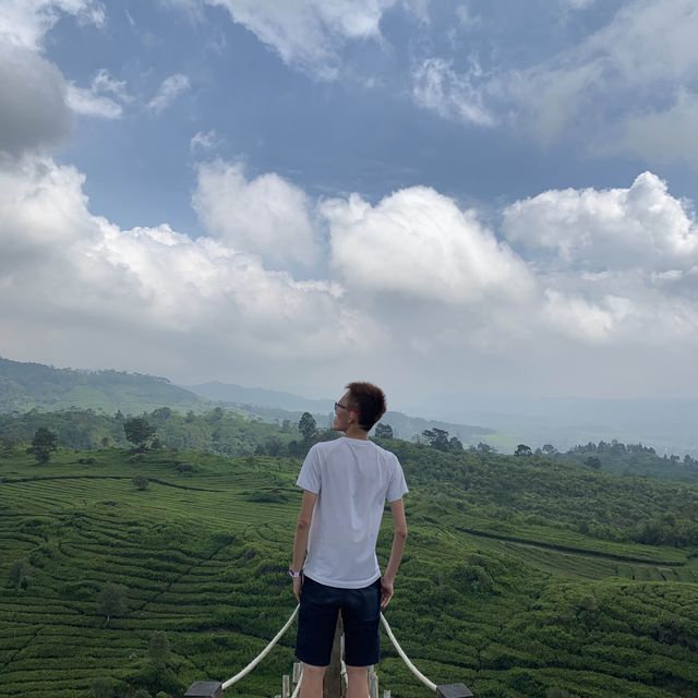 A beautiful tea garden 🪴 in Bandung 🍀