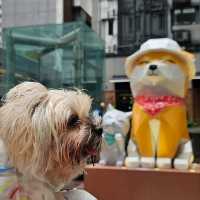 ⭐星街小區慈善寵物市集🐶🐱