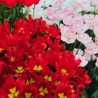 荷蘭🇳🇱盧瑟·花卉展覽活動&花藝創作比賽🌷🍀 Keukenhof 庫肯霍夫