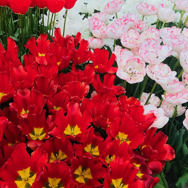 荷蘭🇳🇱盧瑟·花卉展覽活動&花藝創作比賽🌷🍀 Keukenhof 庫肯霍夫