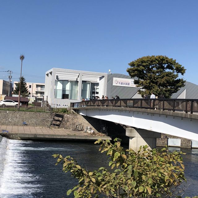 絶景！！🐟鮭の遡上🐟北海道ちとせ川