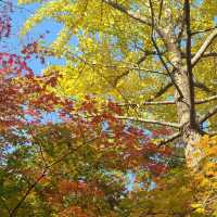 Autumn view of Naejangsan National Park 