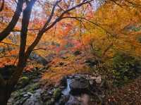 The foliage at Hananuki Gorge