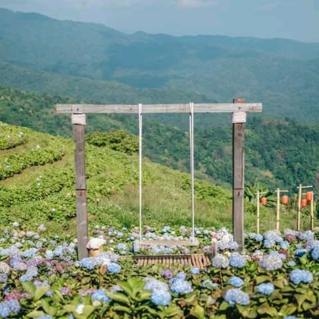 🌷ไฮเดรนเยียซัง เชียงราย 𝐻𝓎𝒹𝓇𝒶𝓃𝑔𝑒𝒶 𝓈𝒶𝓃