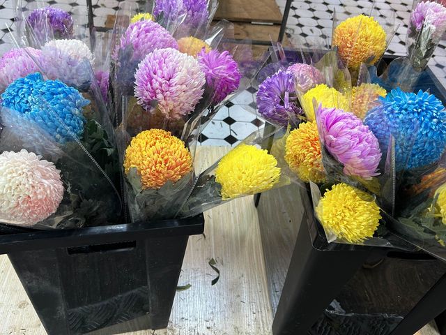 Colourful Flowers for Chinese New Year  Colourful Flowers for Chinese New Year