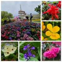 賞繡球花🌺樱花🥀@大埔海濱公園 
