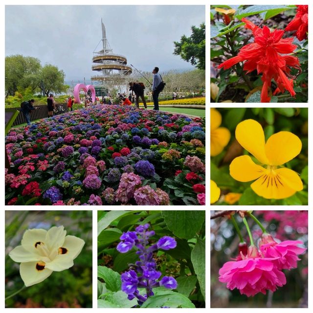 賞繡球花🌺樱花🥀@大埔海濱公園 