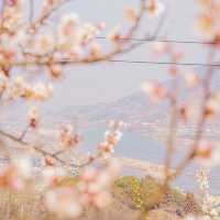 🌸매화로 가득찬 봄의마을 [광양, 매화마을]🌸
