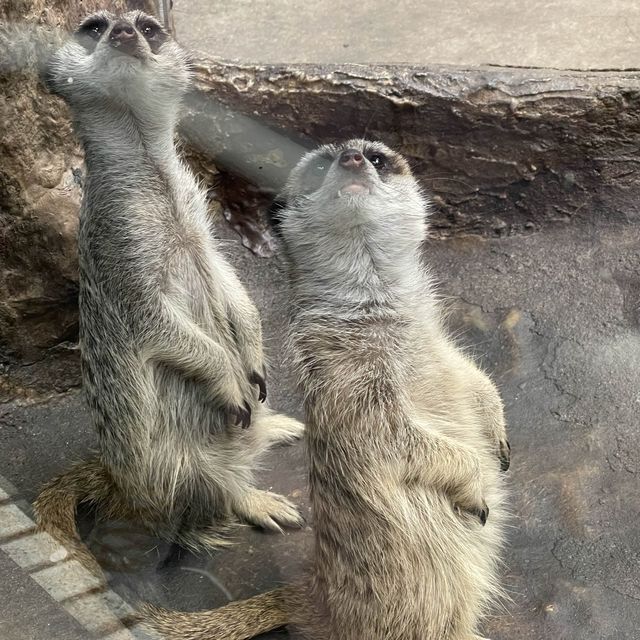 東京親子行程推介🎉上野動物園