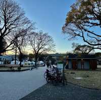 【東京】夕暮れ時の隅田公園の桜