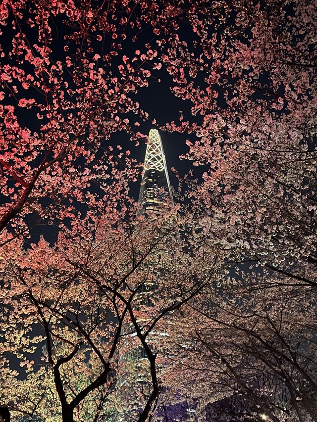 밤에 보는 벚꽃이 아름다운 석촌호수🌸🌙