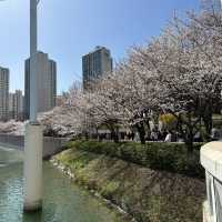 매직아일랜드와 벚꽃의 환상적인 콜라보, 석촌호수 벚꽃축제 🌸