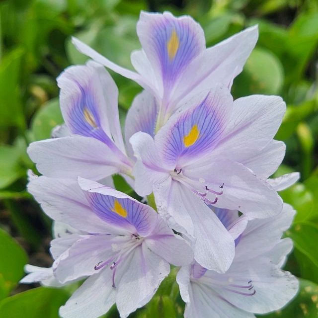 尋找鳳眼藍的芳蹤