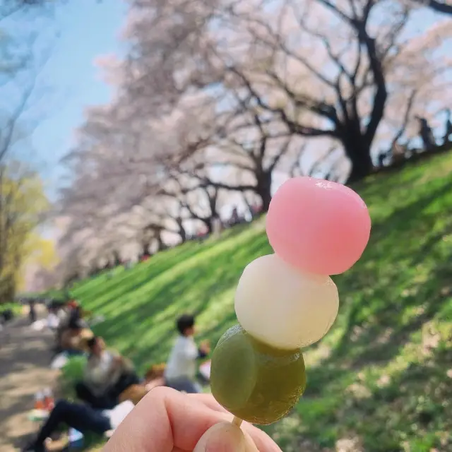 櫻花樹下野餐初體驗