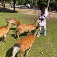 名勝「奈良公園」観光客で賑わい鹿は元気でした