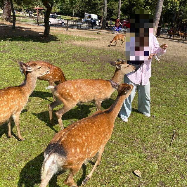 名勝「奈良公園」観光客で賑わい鹿は元気でした