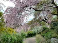 京都　京都観光　原谷苑の桜のトンネルに圧倒された！