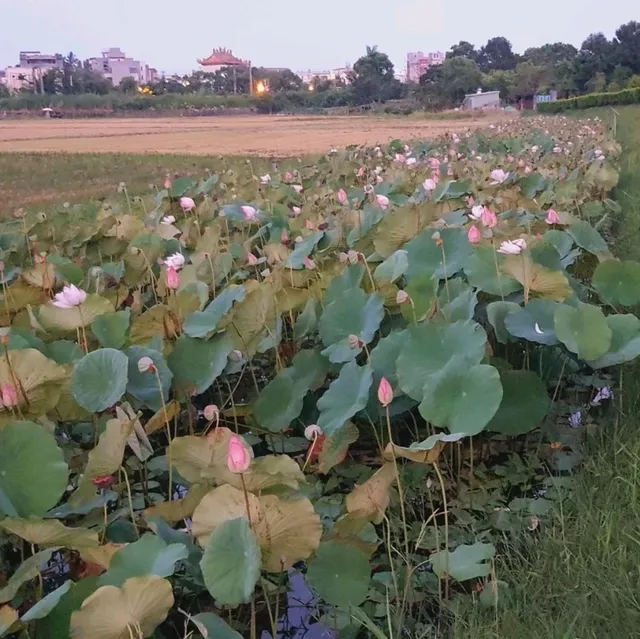 荷花漫漫【龍泉親水生態生態親水公園】