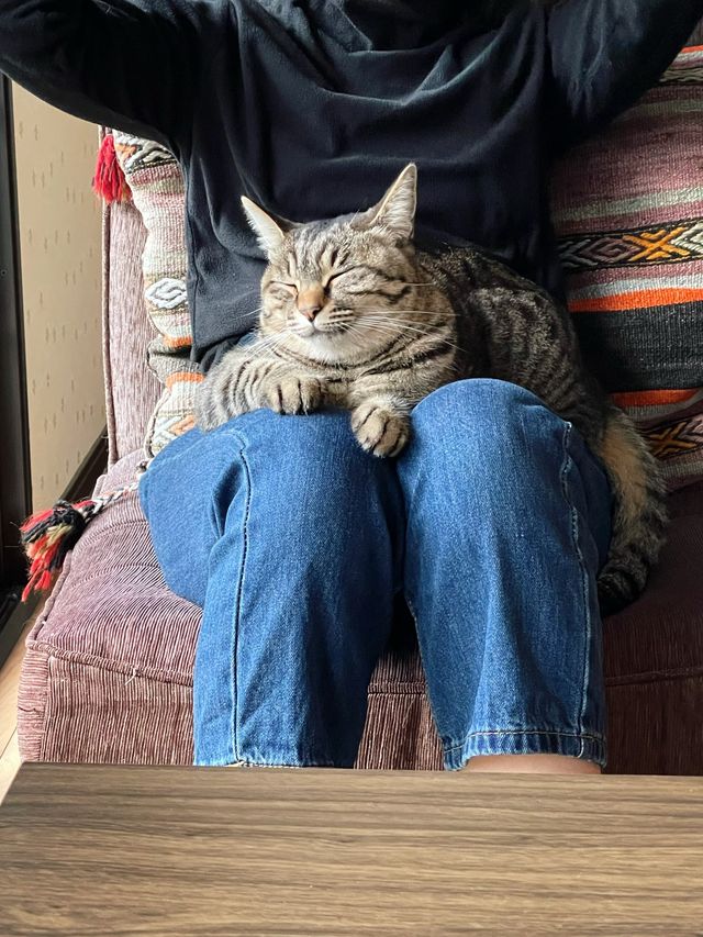 日本 | 由布院 住進一家有溫度的貓貓民宿🐈