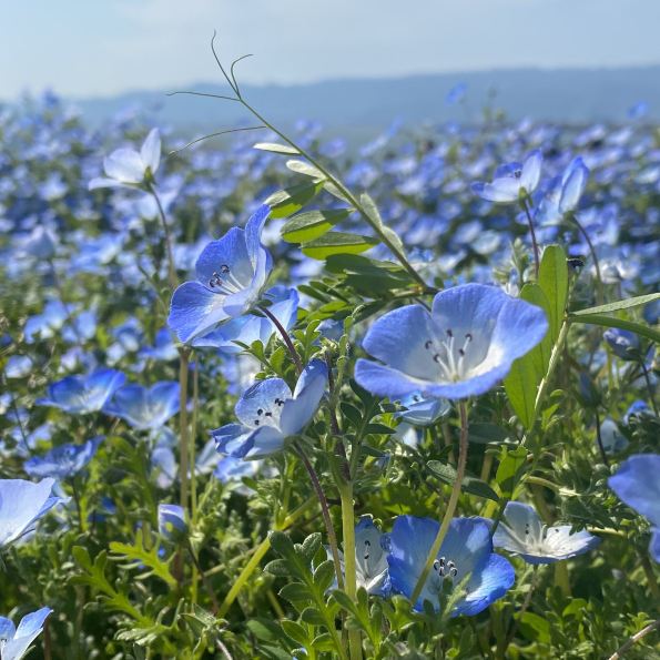 Osaka Tourism] Nemophila Festival 🦋🌧 | Trip.com Osaka