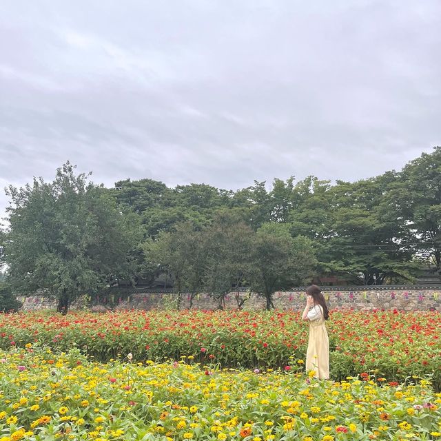 백일홍과 코스모스가 예뻣던 분황사