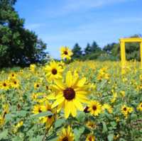 Showa Memorial Park 