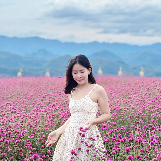 #เที่ยวหน้าหนาว 🪻บ้านไร่อุ่นรัก ทุ่งดอกไม้4สี 