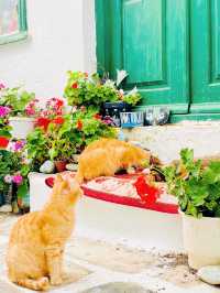 【ミコノス島🇬🇷】ねこ好き必見！ねこの島🐈‍⬛🐈🐾