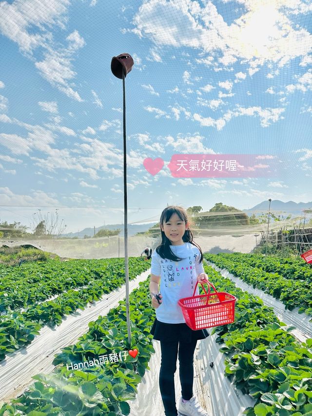 又係時候摘士多啤梨
