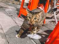 ถนนคนเดินเป่ยจิงลู่ 🐈