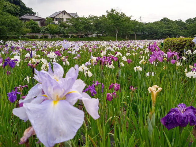 Sodegaura Park