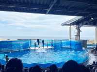 【江ノ島】新江ノ島水族館と江ノ島観光