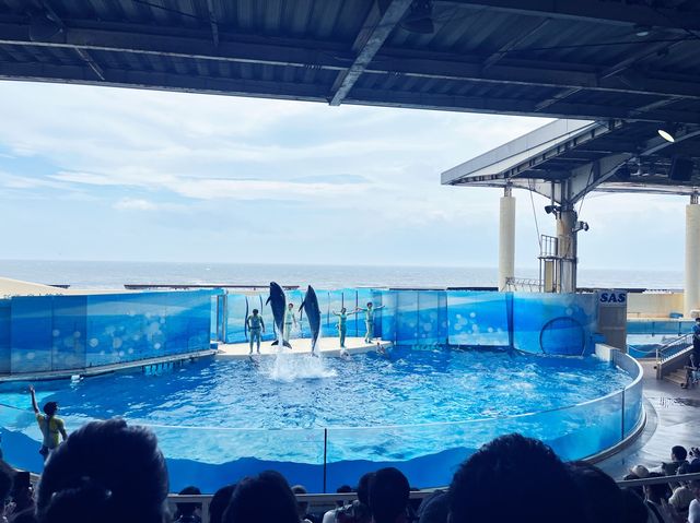 【江ノ島】新江ノ島水族館と江ノ島観光