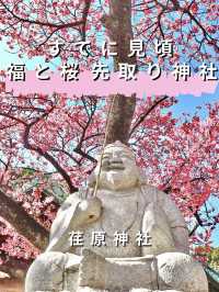 【東京】既に満開の桜が咲くパワースポット