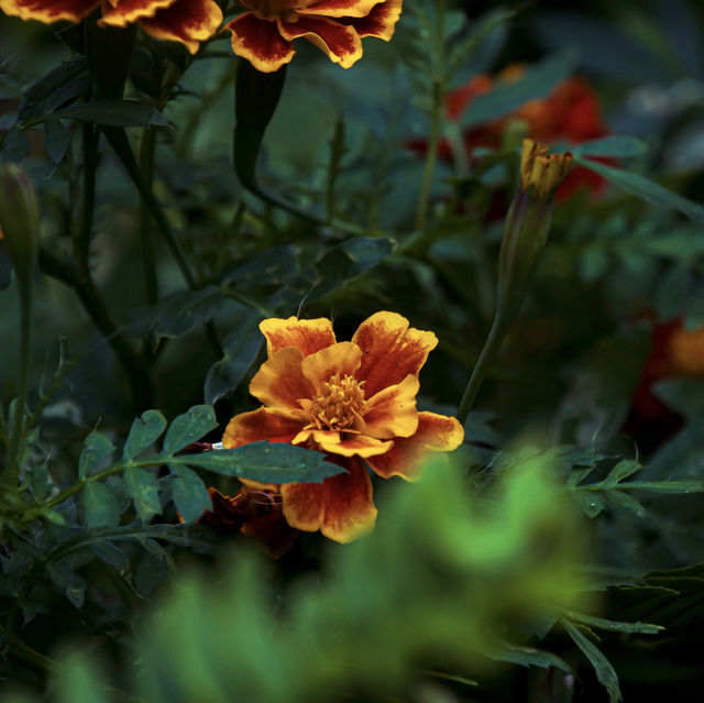 Little friends and flowers