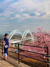 【空と海の青にピンクが映える西海橋の河津桜】