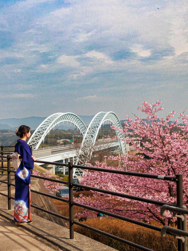 【空と海の青にピンクが映える西海橋の河津桜】