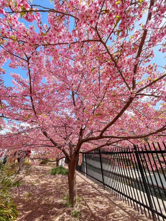 【京都】京都市内で一番早くお花見が出来る人気スポット