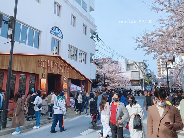 สัมผัสความงามของดอกซากุระริม Meguro River🌸