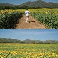 Lopburi Sunflower Field (Nov-Jan)