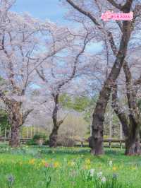 【東京のお花見スポットの定番】春の小花×桜が美しい昭和記念公園