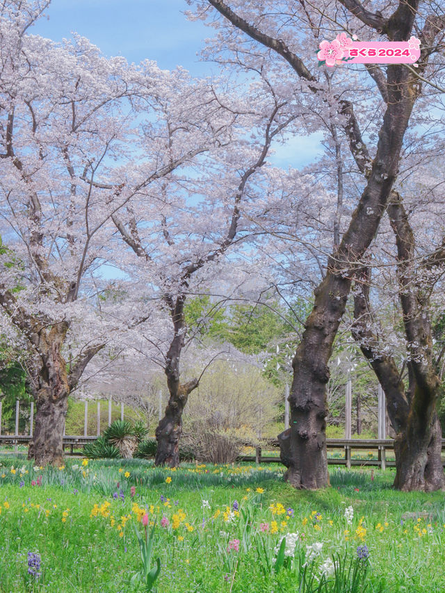 【東京のお花見スポットの定番】春の小花×桜が美しい昭和記念公園