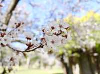 ชมดอกซากุระ 🌸 ที่สวนสาธารณะทสึรุมิ เรียวคุจิ