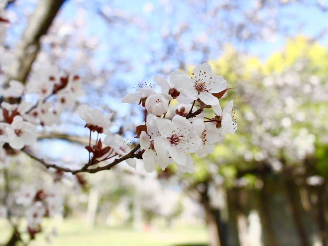 ชมดอกซากุระ 🌸 ที่สวนสาธารณะทสึรุมิ เรียวคุจิ