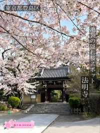 【法明寺/東京都】池袋の隠れ桜スポット