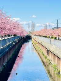 【伝右川桜並木/埼玉県】河津桜と安行桜の桜並木を一緒に見られる場所
